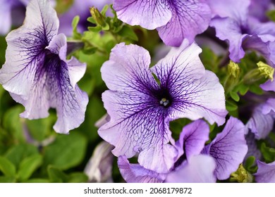 Colorful Petunia Flowers On A Flower Bed