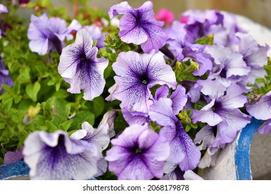 Colorful Petunia Flowers On A Flower Bed