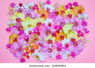 Colorful  Phalaenopsis Orchid Flowers Frame, Flatlay. Holidays Background With Pink Yellow Orchids. 