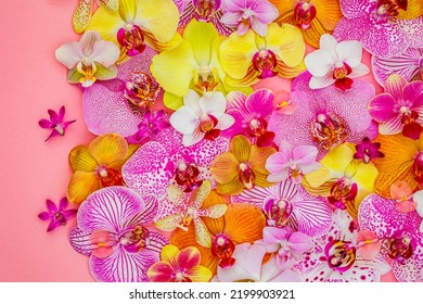 Colorful  Phalaenopsis Orchid Flowers Frame, Flatlay. Holidays Background With  Pink Yellow Orchids. 