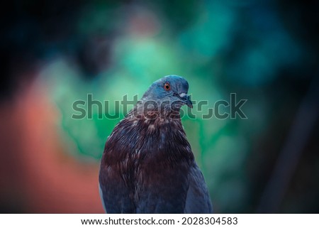 Colorful photo of a beautiful bird pidgeon standing on nature quietly