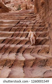 Colorful Photo Of Brown Orange Stairs In Petra Mountains And The Same Yellow Orange Little Dog Going Up. Petra, Jordan. The Same Colors Of Dog And Stairs In Petra Mountains 