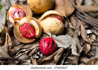 Colorful Photo Of Nutmeg Fruit