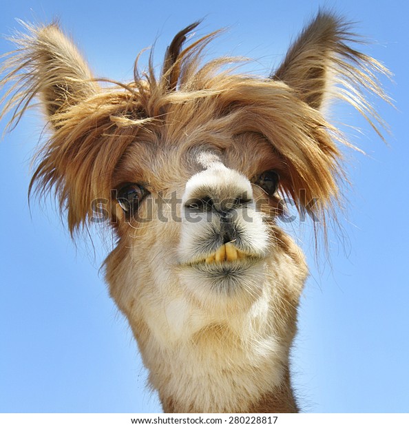 Colorful photograph of an isolated Alpaca with\
wild, messy,  funny\
hair.