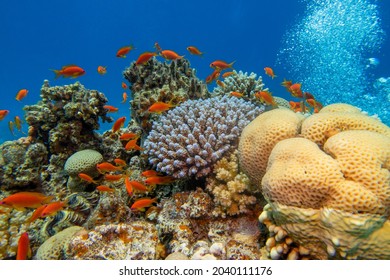 Colorful, picturesque coral reef at the bottom of tropical sea, hard corals and fishes air bubbles, underwater landscape - Shutterstock ID 2040111176