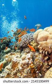 Colorful, picturesque coral reef at bottom of tropical sea, hard corals with Anthias fishes, air bubbles in the water, underwater landscape - Shutterstock ID 2145100499