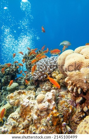 Colorful, picturesque coral reef at bottom of tropical sea, hard corals with Anthias fishes, air bubbles in the water, underwater landscape