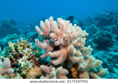 Colorful, picturesque coral reef at bottom of tropical sea, yellow Porites porites coral, underwater landscape