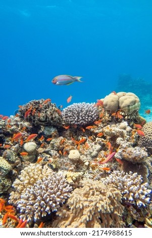 Colorful, picturesque coral reef at bottom of tropical sea, hard corals with Anthias fishes, underwater landscape