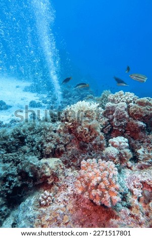 Colorful, picturesque coral reef at the bottom of tropical sea, hard corals and and a lot of air bubbles, underwater landscape