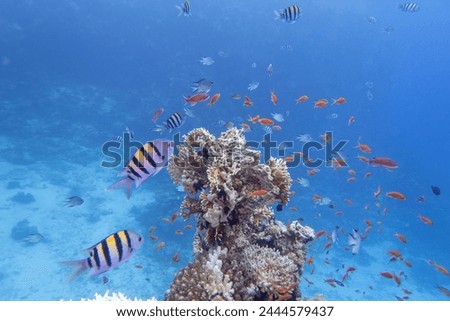 Colorful, picturesque coral reef at the bottom of tropical sea, hard corals, fishes Anthias and Sergeant major, underwater landscape