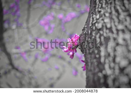 Colorful pink flowers blooming with greyscale background