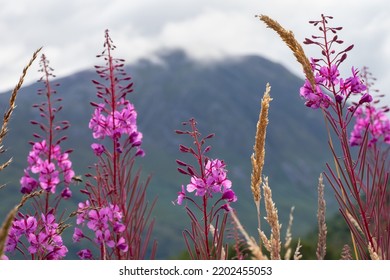 Colorful Pink Flowers Blossoming During Summer In The Highlands Of Scotland With The Ben Nevis In The Background