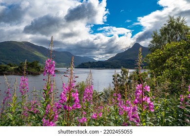 Colorful Pink Flowers Blossoming During Summer In The Highlands Of Scotland With The Ben Nevis In The Background