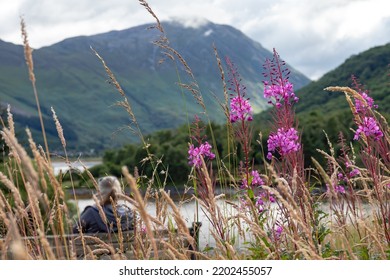 Colorful Pink Flowers Blossoming During Summer In The Highlands Of Scotland With The Ben Nevis In The Background