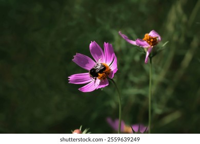 Colorful pink Garden Cosmos flower close up. Bigbumblebee polinator. Village garden . Blooming summer  flowers. - Powered by Shutterstock