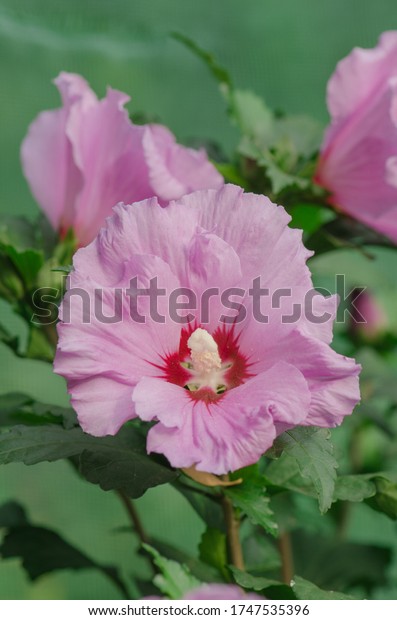 Colorful pink\
hibiscus flowering in the garden at sunny summer day. Pink rose\
mallow. Rose hibiscus in\
garden