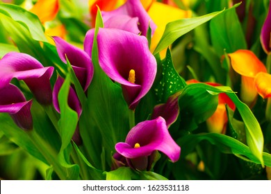 colorful pink and purple calla flowers composition - Shutterstock ID 1623531118