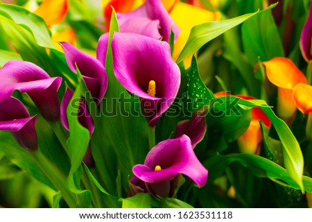colorful pink and purple calla flowers composition