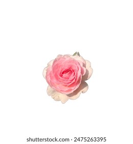 colorful pink rose png file