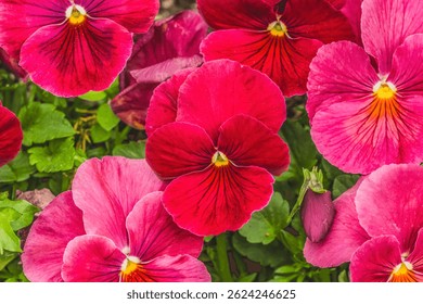 Colorido Rosa Amarillo Verde Jardín Pansy Flores Flores Viola wittrockiana, Bellevue Jardín Botánico Washington