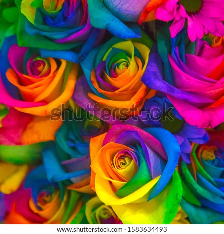 Colorful pink-blue-white-yellow flowers roses. Bouquet of colorful spring roses flowers. Spring beautiful floral background. Rainbow flowers.