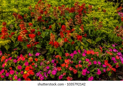 Colorful pink,purple red flowers in the garden on sunny day. - Shutterstock ID 1035792142