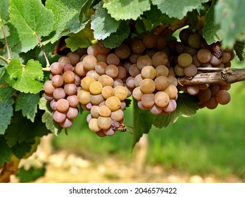 Colorful Pinot Gris grapes just before the harvest. A bee eats a berry below.	