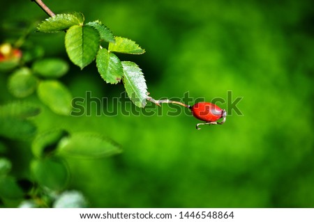 Similar – Image, Stock Photo as fresh as a daisy