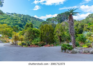 Colorful plants at Wellington Botanic garden in New Zealand