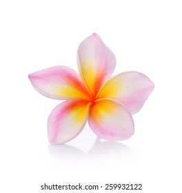 Colorful Plumeria Flower Isolated On White Backgrond