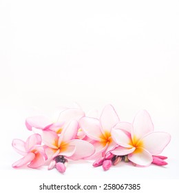 Colorful Plumeria Flower On White Background