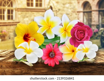 Colorful Plumeria flowers on old wooden background with copy space.Frangipani spa flowers on wooden.plumeria rubra isolated on the wood.Two white and pink plumeria flowers on the stones. 