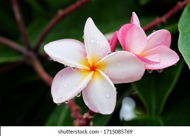 Colorful plumeria glower in nature. - Shutterstock ID 1715085769