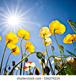 Colorful Poppies At Canberra's Floriade Festival