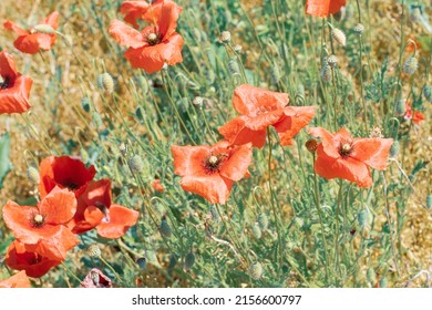 of colorful poppies in the field. Treviso. Italy. 15 May 2022