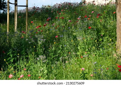 colorful poppies grow in the tall grass