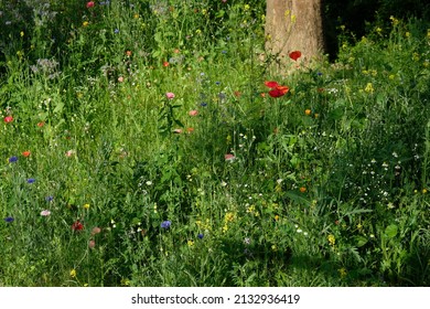 colorful poppies grow in the tall grass