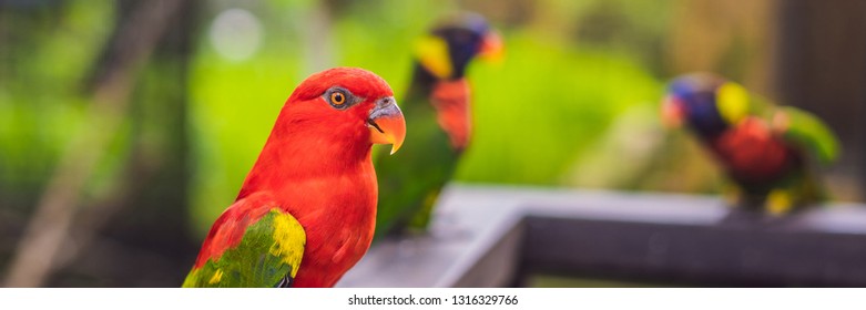 Colorful portrait of Amazon macaw parrot against jungle. Side view of wild parrot on green background. Wildlife and rainforest exotic tropical birds as popular pet breeds BANNER, LONG FORMAT