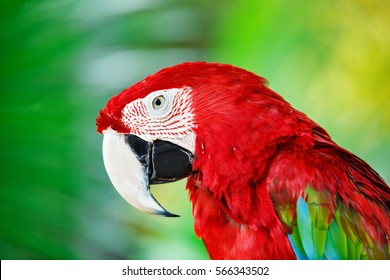 Colorful portrait of Amazon red macaw parrot against jungle. Side view of wild ara parrot head on green background. Wildlife and rainforest exotic tropical birds as popular pet breeds