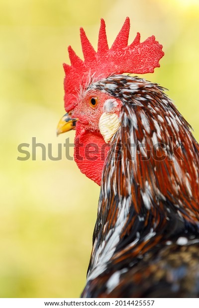 A\
colorful portrait of a rooster\'s head close-up on a yellow flat\
background. Vertical photo of cocks from\
behind.