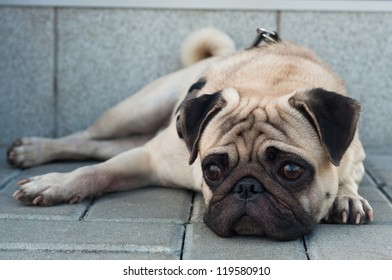 Colorful portrait of sad purebred pug dog lying on blocks outdoors and looking somewhere with depression in his eyes. Copy space - Powered by Shutterstock