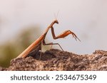 Colorful Praying Mantis - Mantis religiosa. Resting on a Rock in Its Natural Habitat