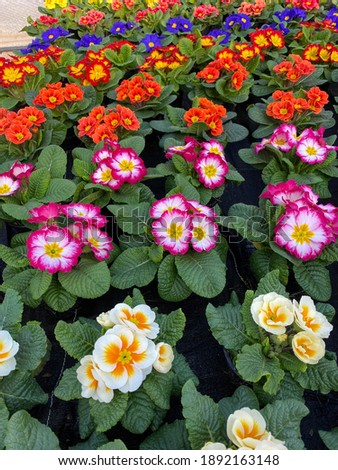 Colorful prim roses on a Table