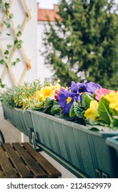 Colorful Primrose On Balcony At Spring Time. Home Gardening. Comfort Zone. Natural Background