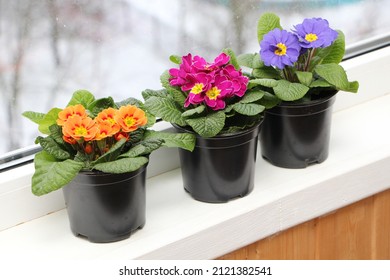 Colorful primrose (Primula acaulis) plants in black pots on a windowsill on a  snowy winter day.  - Shutterstock ID 2121382541