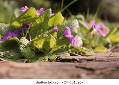 Colorful primroses herald the spring
