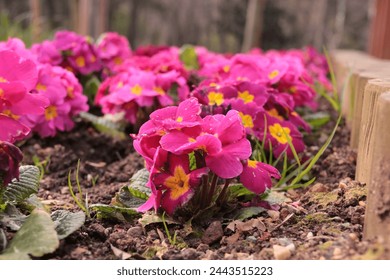 Colorful primroses herald the spring
