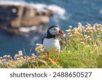 Colorful Puffin with the catch of small sand eels, Shetland islands 