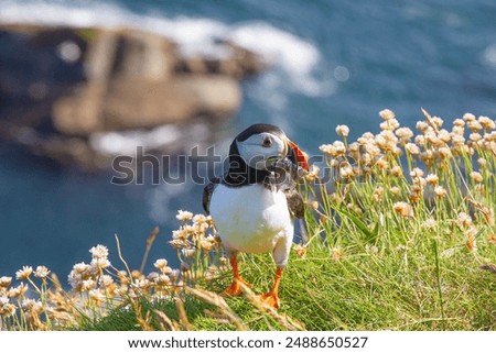 Colorful Puffin with the catch of small sand eels, Shetland islands 
